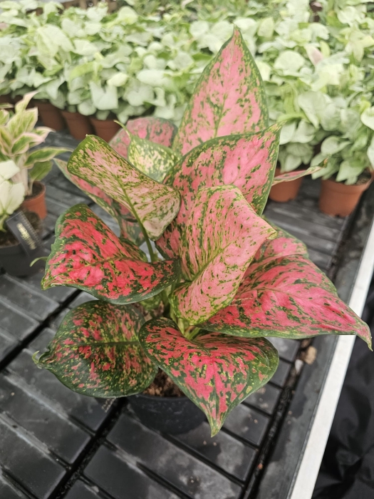 Aglaonema cherry baby - XL