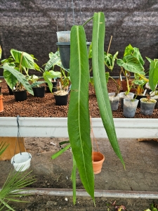 Anthurium pallidiflorum XL