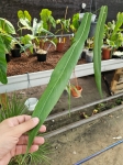 Anthurium pallidiflorum XL