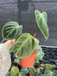 Philodendron El Choco Red - M - 2 gatunek
