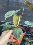 Philodendron El Choco Red - M - 2 gatunek