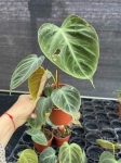 Philodendron El Choco Red - M - 2 gatunek