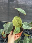 Philodendron El Choco Red - M - 2 gatunek