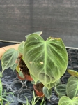 Philodendron El Choco Red - M - 2 gatunek