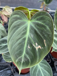 Philodendron El Choco Red - M - 2 gatunek