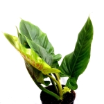 Philodendron subhastatum L