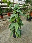 Epipremnum pinnatum Cebu Blue - L (palik)