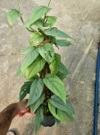 Epipremnum pinnatum Cebu Blue - L (palik)
