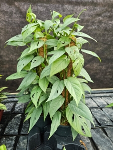 Epipremnum pinnatum Cebu Blue - L (palik)