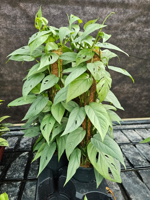 Epipremnum pinnatum Cebu Blue - L (palik)