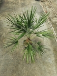 Chamaerops humilis - L