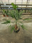 Chamaerops humilis - L