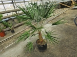 Chamaerops humilis - L