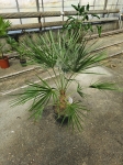 Chamaerops humilis - L