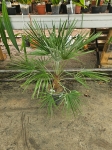 Chamaerops humilis - L