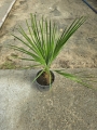 Chamaerops humilis - M