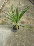 Chamaerops humilis - M