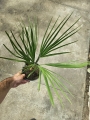 Chamaerops humilis - M