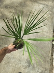 Chamaerops humilis - M
