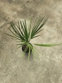Chamaerops humilis - M