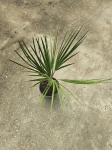 Chamaerops humilis - M
