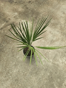 Chamaerops humilis - M