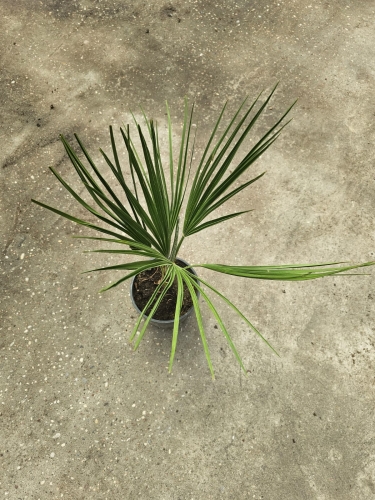 Chamaerops humilis - M