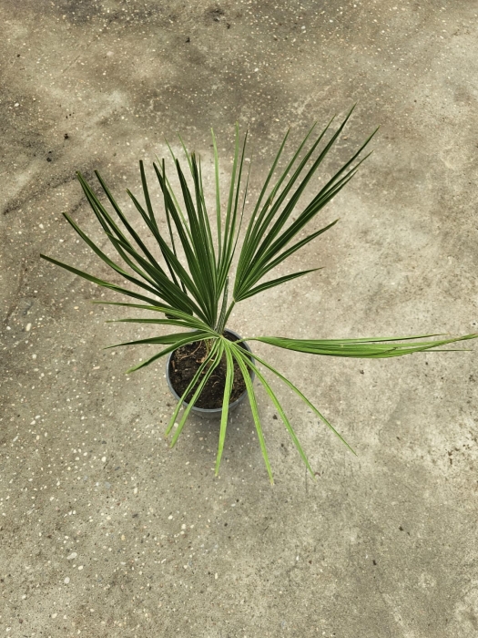 Chamaerops humilis - M
