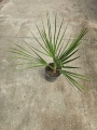 Chamaerops humilis - M