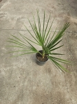 Chamaerops humilis - M