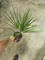 Chamaerops humilis - M