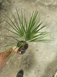 Chamaerops humilis - M