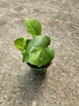 Epipremnum Global Green - S