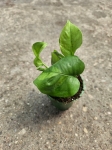Epipremnum Global Green - S