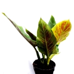 Philodendron subhastatum L