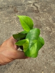 Epipremnum Global Green - S