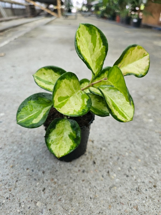 Hoya australis lisa - M