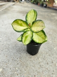 Hoya australis lisa - M