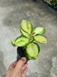 Hoya australis lisa - M