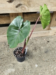 Colocasia esculenta Redemption - L
