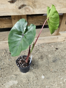 Colocasia esculenta Redemption - L