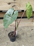 Colocasia esculenta Redemption - L