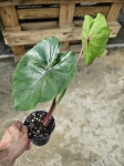 Colocasia esculenta Redemption - L