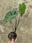 Colocasia esculenta Redemption - L