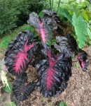 Colocasia esculenta Redemption - zdjęcie poglądowe gatunku
