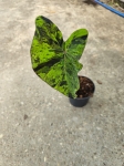 Colocasia esculenta Mojito - M