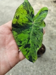 Colocasia esculenta Mojito - M
