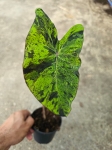 Colocasia esculenta Mojito - M