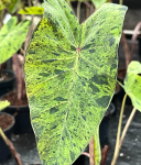 Colocasia esculenta Mojito - M