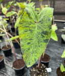 Colocasia esculenta Mojito - M